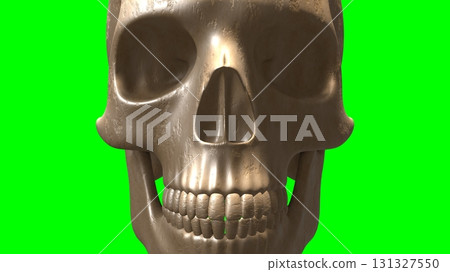 skull, the cranium, the skull 131327550