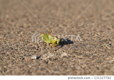 CloseUp Image of a Green Grasshopper Captured on a Textured Surface for Observation CloseUp Image of a Green Grasshopper Captured on a Textured Surface for Observation 131327782