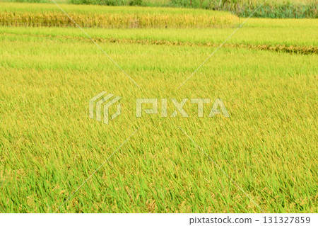 Rain pan early autumn 131327859