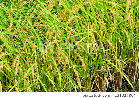 雨盤初秋 雨盤初秋 131327864