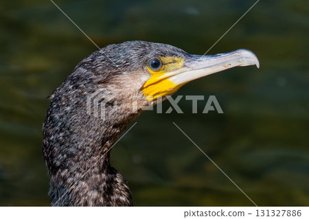 Cormorant face up 131327886