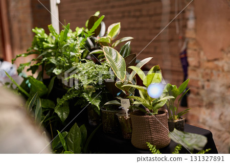 Explore a Beautiful, Lush Collection of Indoor Plants Nestled in Natural Pots for Your Space Explore a Beautiful, Lush Collection of Indoor Plants Nestled in Natural Pots for Your Space 131327891