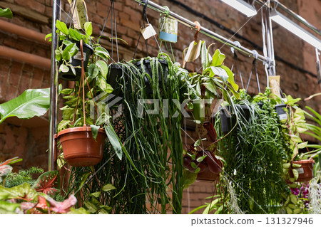 Charming and Lush Hanging Plants Beautifully Arranged in a Modern Urban Greenhouse Setting 131327946
