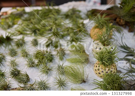 A Beautiful and Aesthetic Arrangement of Assorted Tillandsia Air Plants on Display 131327998