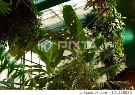 Experience the beauty of lush indoor tropical plants complemented by vibrant natural lighting 131328220