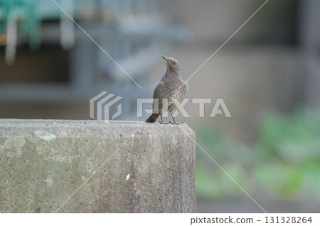 橋墩上的藍岩鶇 橋墩上的藍岩鶇 131328264