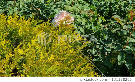 Beautiful Plants In The Garden Beautiful Plants In The Garden 131328295