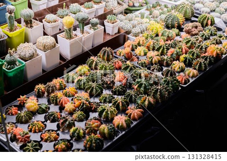 A Colorful Assortment of Various Cacti Displayed Creatively at a Vibrant Market Exhibit A Colorful Assortment of Various Cacti Displayed Creatively at a Vibrant Market Exhibit 131328415