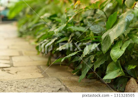 Lush Green Plants Flanking the Pathway in a Serene and Tranquil Natural Environment Lush Green Plants Flanking the Pathway in a Serene and Tranquil Natural Environment 131328505