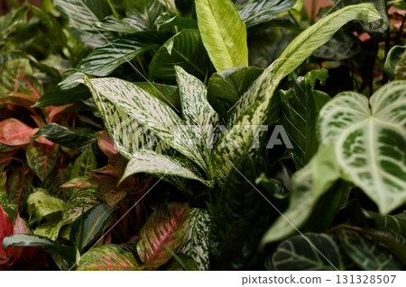 Vibrant Lush Greenery Discover A Diverse Array of Beautiful Indoor Plants for Your Home Vibrant Lush Greenery Discover A Diverse Array of Beautiful Indoor Plants for Your Home 131328507