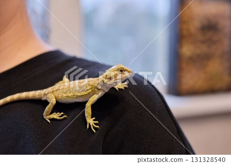A Bearded Dragon on a shoulder reflects the bond between pet and owner, showcasing charm 131328540