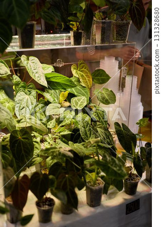 A Beautiful Lush Green Indoor Plant Display Featuring an Array of Various Leaf Shapes 131328680