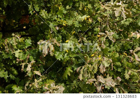 Lush Oak Tree Foliage Surrounded by a Beautiful Natural Setting with Abundant Life Lush Oak Tree Foliage Surrounded by a Beautiful Natural Setting with Abundant Life 131328683