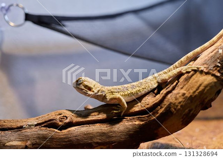 A vibrant lizard comfortably perched on a branch in a beautifully designed terrarium 131328694