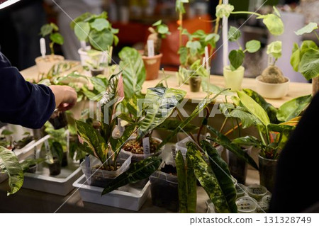 Beautiful and Lush Indoor Plants on Display at a Vibrant Plant Market Exhibition Beautiful and Lush Indoor Plants on Display at a Vibrant Plant Market Exhibition 131328749