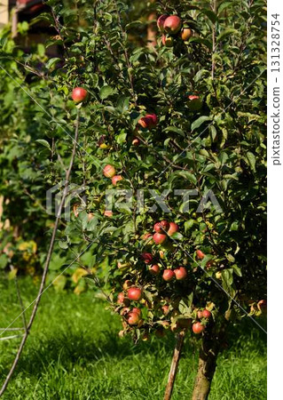 A Vibrant Apple Tree Abundantly Loaded with Ripe Apples in a Bright Sunny Orchard 131328754