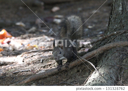 Ezo松鼠Ezo松鼠北海道野生動物 Ezo松鼠Ezo松鼠北海道野生動物 131328762