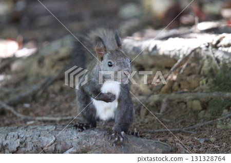 Ezo松鼠Ezo松鼠北海道野生動物 131328764