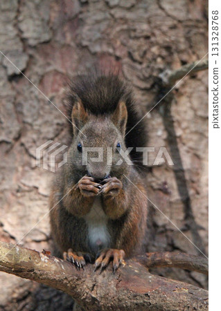 Ezo squirrel Ezo squirrel Hokkaido wildlife Ezo squirrel Ezo squirrel Hokkaido wildlife 131328768