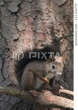 Ezo squirrel Ezo squirrel Hokkaido wildlife Ezo squirrel Ezo squirrel Hokkaido wildlife 131328779