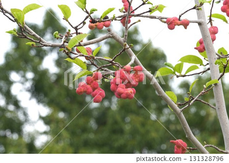 鮮紅的木蘭果 鮮紅的木蘭果 131328796