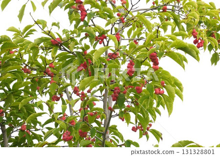 Bright red Magnolia fruit 131328801
