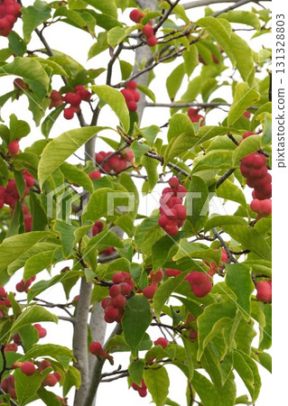 Bright red Magnolia fruit Bright red Magnolia fruit 131328803