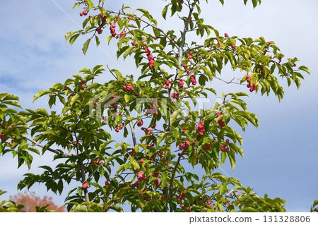 Bright red Magnolia fruit Bright red Magnolia fruit 131328806