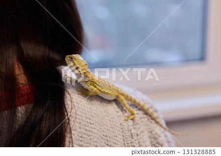 A Bearded Dragon Comfortably Resting on a Persons Shoulder in a Cozy Indoor Environment A Bearded Dragon Comfortably Resting on a Persons Shoulder in a Cozy Indoor Environment 131328885