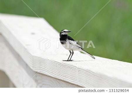 Hakusekirei White Wagtail Hakuse Kirei Sekirei 131329034