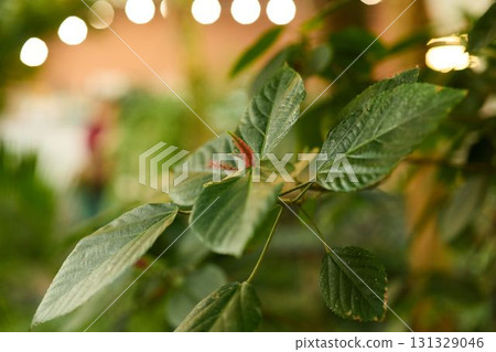 Lush green leaves, lovingly illuminated by soft light, create an incredibly serene atmosphere 131329046