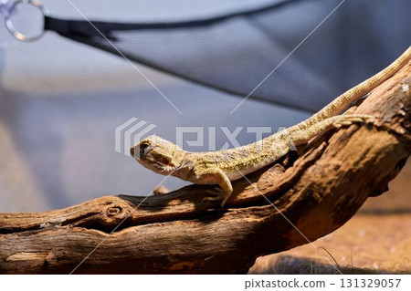 A Lizard resting comfortably on a Log in an engaging Reptile Habitat environment 131329057