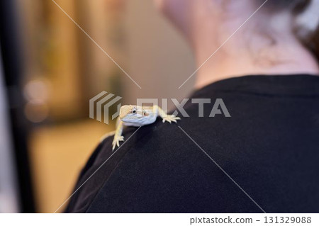 A charming Bearded Dragon comfortably perched on my shoulder, exuding adorable affection and warmth A charming Bearded Dragon comfortably perched on my shoulder, exuding adorable affection and warmth 131329088