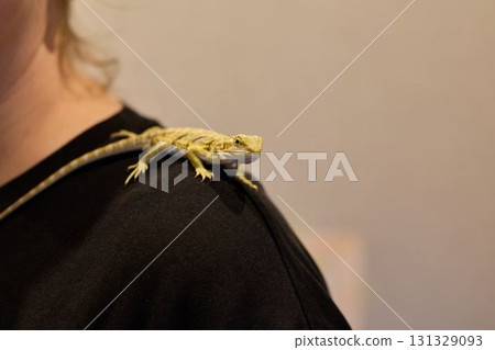 A Bearded Dragon Happily Perched on Someones Shoulder, Radiating Charm and Delight A Bearded Dragon Happily Perched on Someones Shoulder, Radiating Charm and Delight 131329093