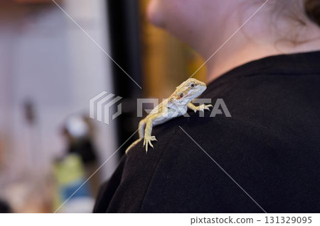 A Bearded Dragon on a persons shoulder, highlighting their bond and connection 131329095