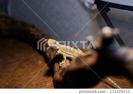 A Bearded Dragon resting comfortably on a branch in its natural and beautiful habitat 131329112