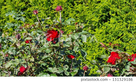 Beautiful Flowers In The Garden Beautiful Flowers In The Garden 131329186