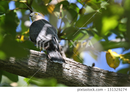 Sparrowhawk Taka Hawk Hokkaido Wild Bird 131329274