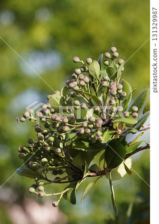 Rhaphiolepis umbellata fruit, September 2025 131329987