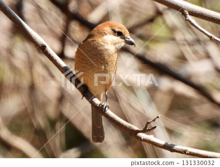 伯勞 伯勞 131330032