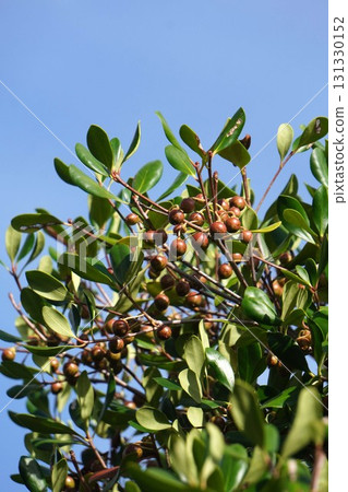 Ripening Mokkoku fruit, September 2025 131330152