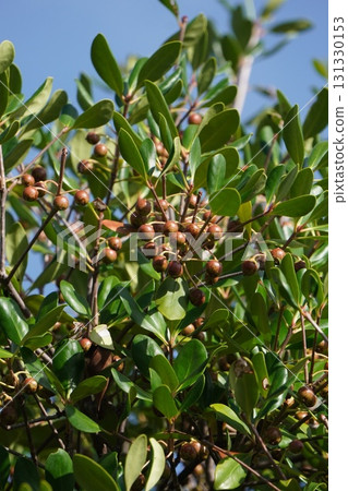 2025年9月，木刻果實成熟 131330153