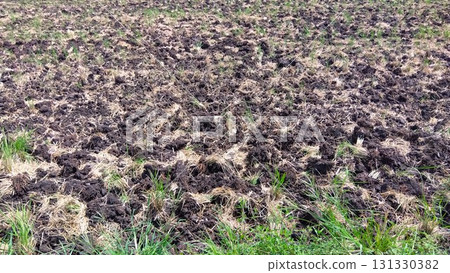 A view of a cultivated suburban rice field with straw remaining after the autumn harvest A view of a cultivated suburban rice field with straw remaining after the autumn harvest 131330382