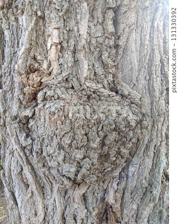 A close-up of the burl trunk of an old Robinia pseudoacacia tree A close-up of the burl trunk of an old Robinia pseudoacacia tree 131330392