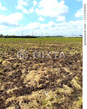 A view of a cultivated suburban rice field with straw remaining after the autumn harvest 131330402