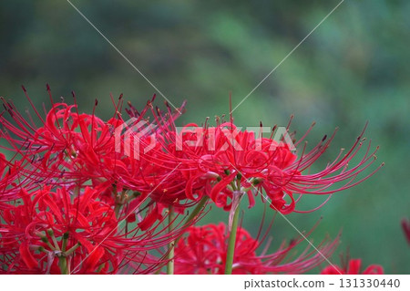 鮮紅色的紅蜘蛛百合花,2025年9月 鮮紅色的紅蜘蛛百合花,2025年9月 131330440