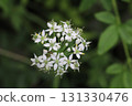 Small white chive flowers blooming in an autumn field 131330476