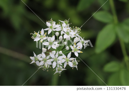 Small white chive flowers blooming in an autumn field 131330476