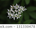 Small white chive flowers blooming in an autumn field 131330478