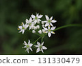 Small white chive flowers blooming in an autumn field 131330479